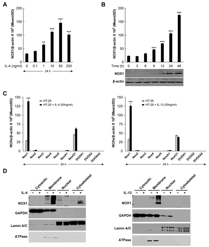 Expression of NOX1 in HT-29 cells following IL-4/IL-13 treatment.