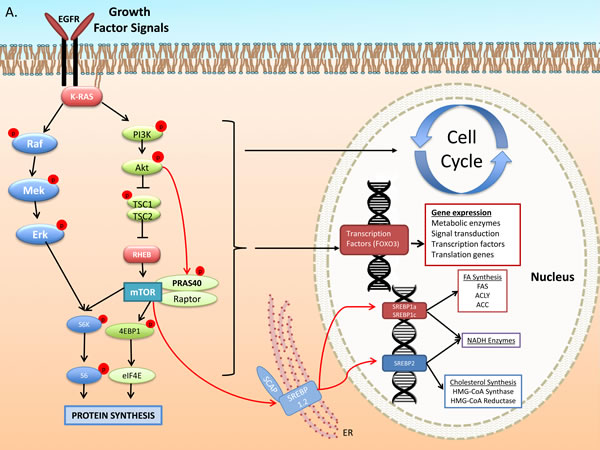 Growth Factor and DNA Damage Response (DDR) activated signal transduction: regulation of cell cycle, and metabolic gene expression.