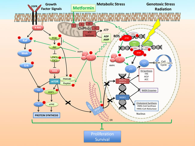 Model of the mechanism of action of metformin alone and in combination with cytotoxic therapy.