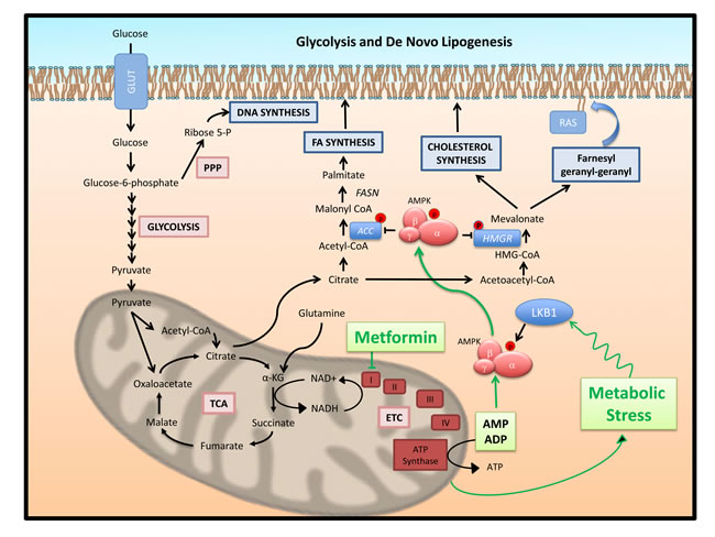 Glucose metabolism and lipogenesis, post-translational regulation by AMPK: Mechanism of action of metformin.