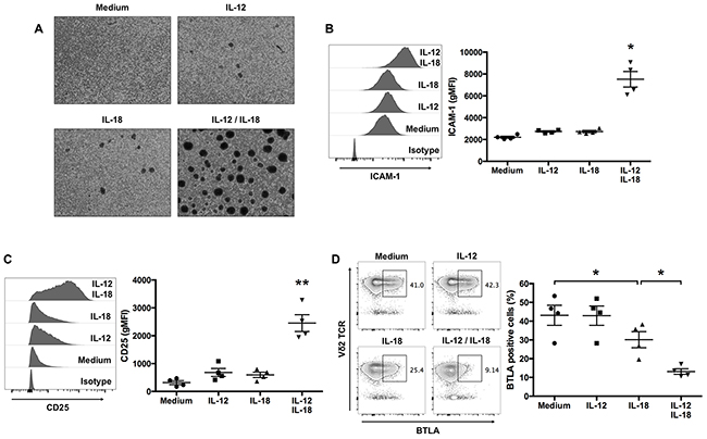 IL-12 and IL-18 treatment of human V&#x03B3;9V&#x03B4;2 T cells enhances ICAM-1 and CD25 expression, and inhibits BTLA expression.