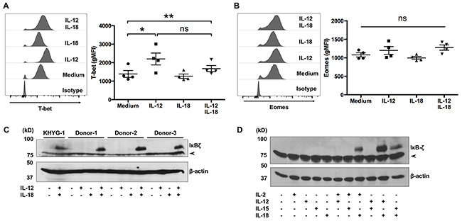 I&#x03BA;B&#x03B6; is expressed in human V&#x03B3;9V&#x03B4;2 T cells in response to IL-12 and IL-18.