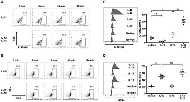 IL-12 increases the expression of IL-18R&#x03B1;, and in combination with IL-18, synergistically increase the expression of IL-12R&#x03B2;2 in human V&#x03B3;9V&#x03B4;2 T cells.