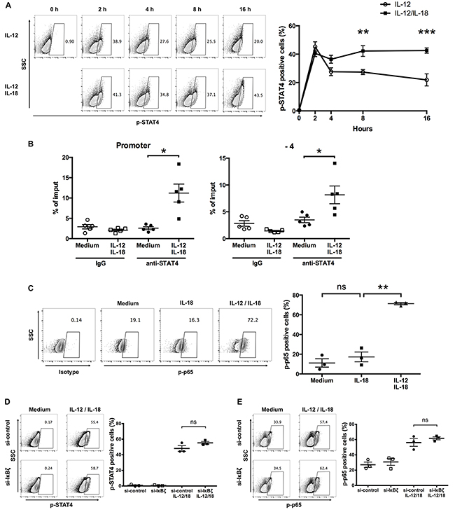 IL-12 and IL-18 synergistically induce sustained phosphorylation of STAT4 and NF-&#x03BA;B p65 in human V&#x03B3;9V&#x03B4;2 T cells.