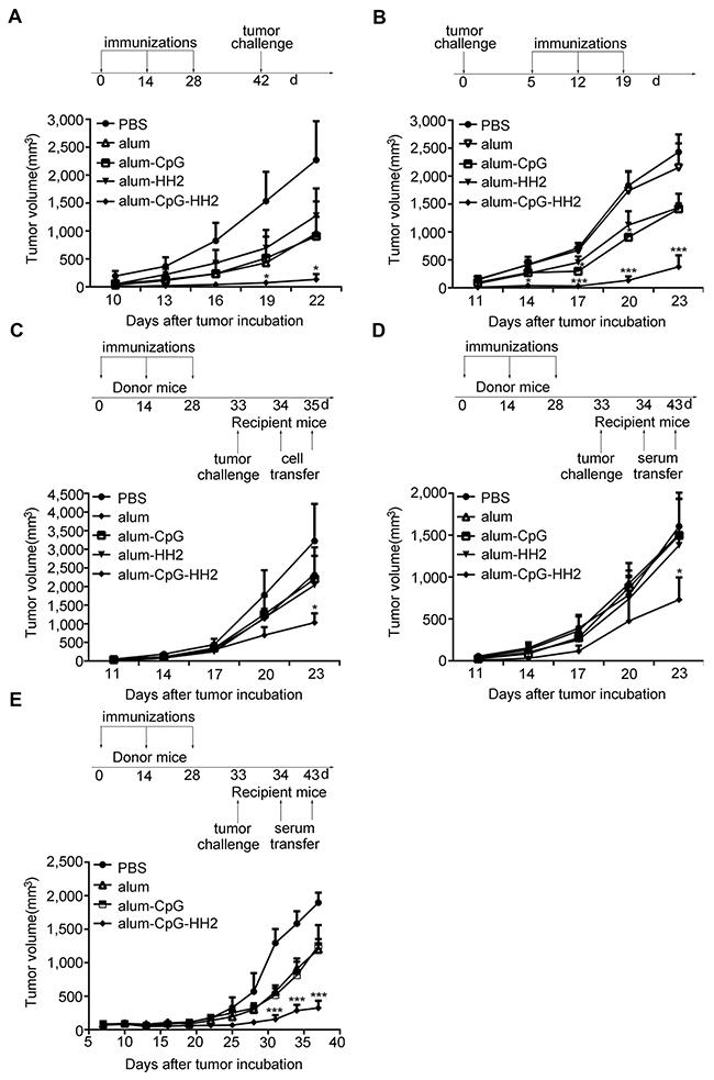 Enhanced anti-tumor immunity by alum-CpG-HH2-NY vaccine in melanoma models.