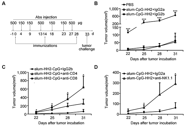 Impaired protection of alum-CpG-HH2-NY-immunized mice by depletion of the immune cell subsets.