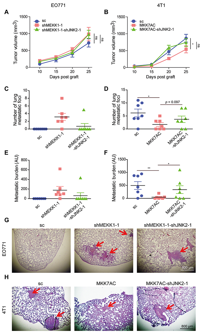 JNK2 promoted metastasis and p-JNK2 suppressed metastasis in vivo.