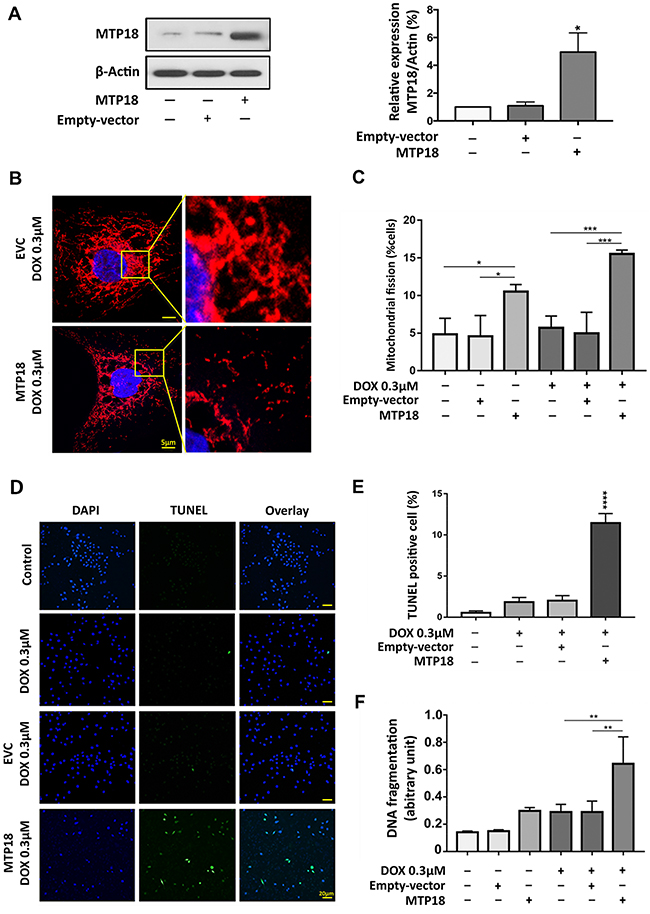 Enforced expression of MTP18 sensitizes doxorubicin-induced mitochondrial fission and apoptosis in AGS cells.