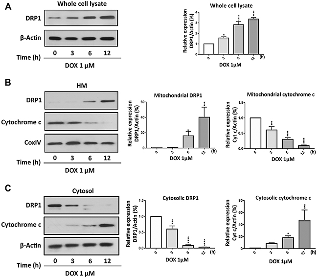Doxorubicin exposure induces DRP1 accumulation in mitochondria.