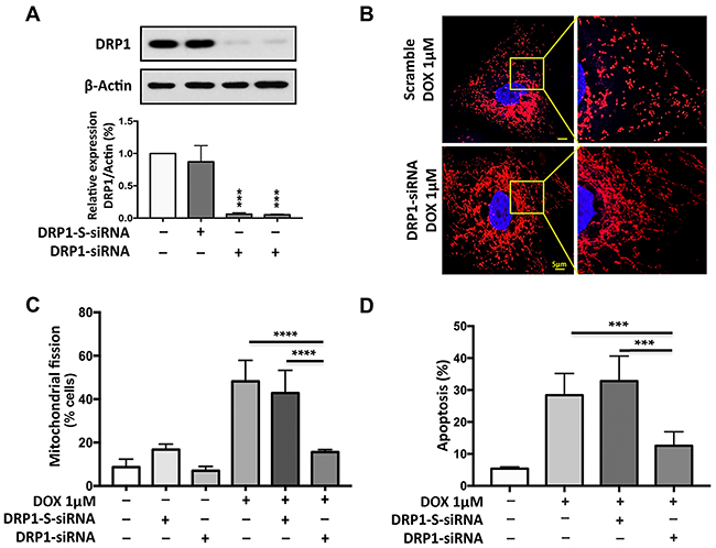 DRP1 is required for doxorubicin to induce mitochondrial fission and apoptosis.
