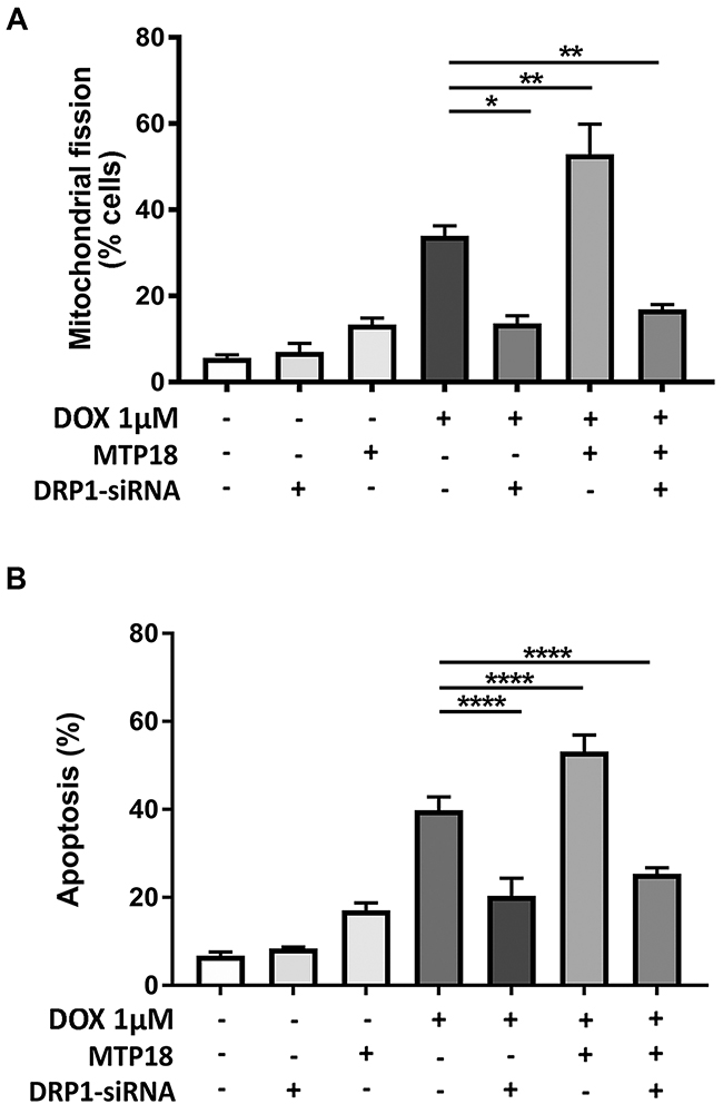 MTP18 requires DRP1 to induce mitochondrial fission and apoptosis during doxorubicin exposure.