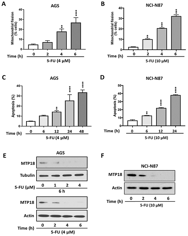 Fluorouracil treatment induces mitochondrial fission and apoptosis, and shows a similar trend of changes in MTP18 expression as doxorubicin exposure.