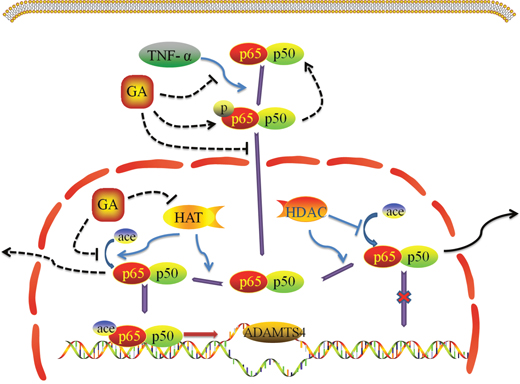 Effect of GA on TNF-&#x03B1; induced NF-&#x03BA;B signaling pathway.