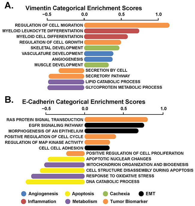 Biological processes enriched in advanced stage NSCLC patients in relation to EMT.