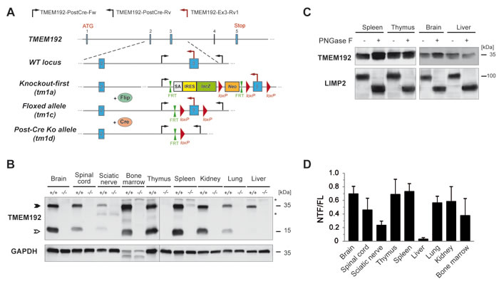 Murine TMEM192 is ubiquitously expressed and proteolytically processed.