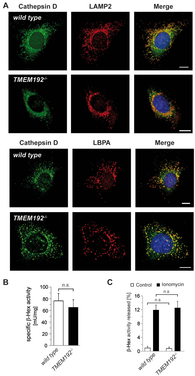 Loss of TMEM192 does not impair lysosomal function in TMEM192-deficient murine embryonic fibroblasts (MEFs).