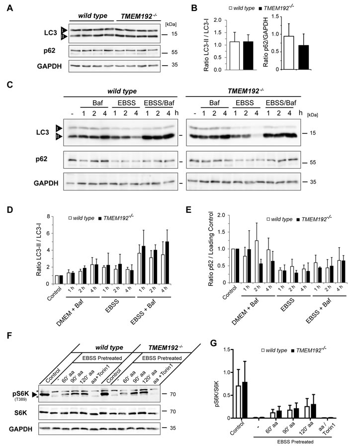 Comparable autophagic flux and regulation of mTOR activity in wild type and TMEM192-deficient murine embryonic fibroblasts (MEFs).