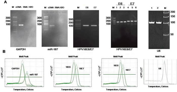 Specific analysis of each PCR primer.