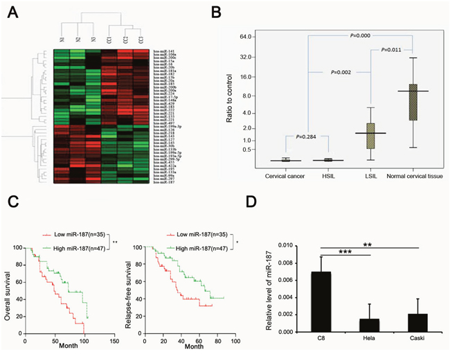 miR-187 expression is low in CC and correlates with prognosis of CC.