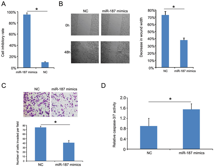 miR-187 overexpression inhibits CaSki cell proliferation, migration, and invasion, and promotes CaSki cell apoptosis.