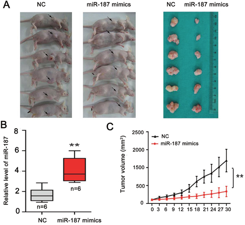 miR-187 overexpression inhibits tumor growth of CC in vivo.
