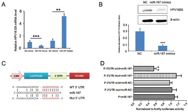 HPV16 E6 is a direct target of miR-187.