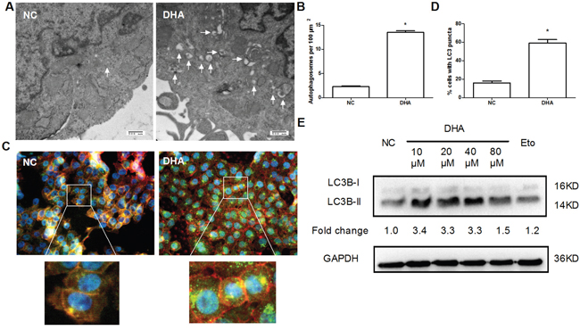 The induction of autophagy by DHA in Cal-27 cells.