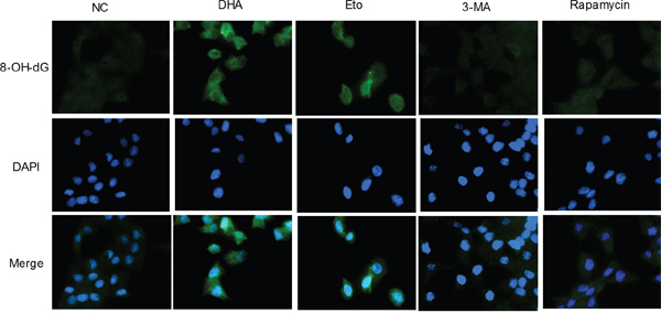The increase of oxidative stress by DHA-mediated DNA double-strand break in Cal-27 cells.