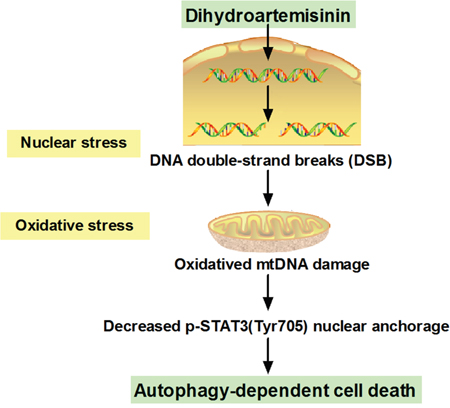 Schematic summary of the mechanism model of DHA-induced autophagic cell death in human tongue squamous cell carcinoma.