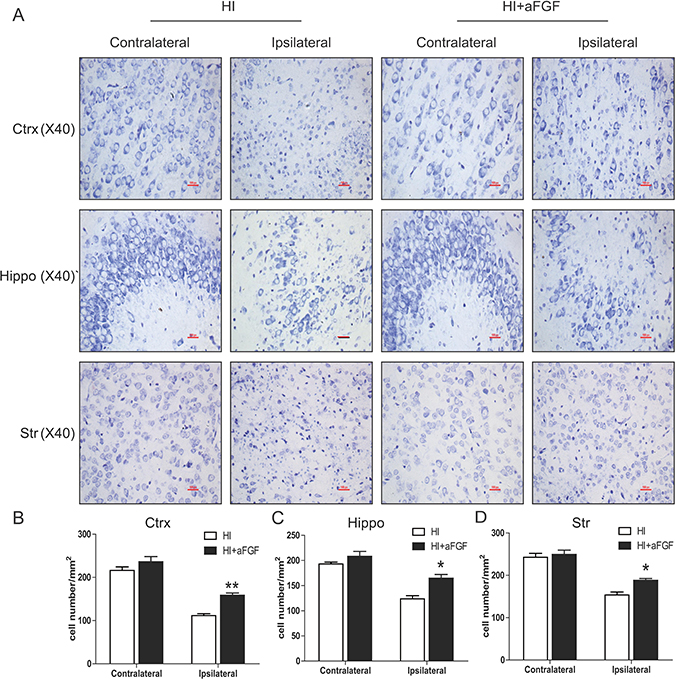 aFGF attenuates HI-induced neuronal cell death.