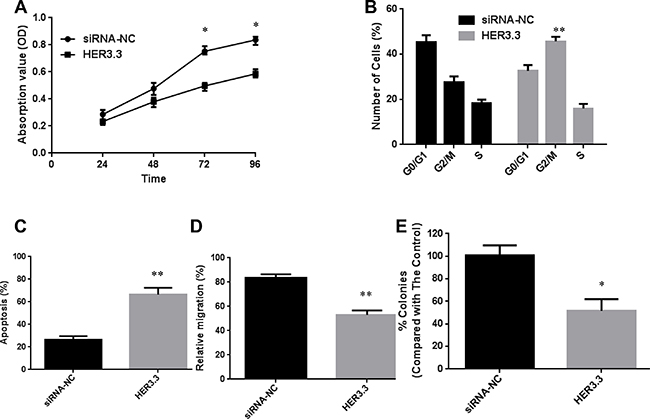 Downregulation of HER3 decreases cell proliferation and increases apoptosis.