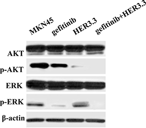 Combination of gefitinib and HER3 siRNA inhibits the PI3K/AKT and ERK signalling pathways.