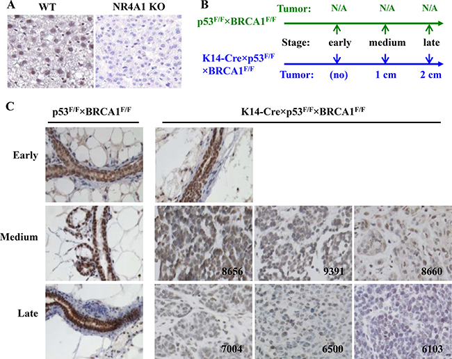 IHC analysis of NR4A1 protein expression in the mouse basal-like mammary gland tumors.