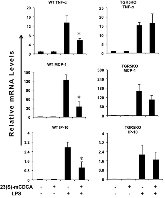 TGR5 activation suppresses kidney inflammation in vivo.