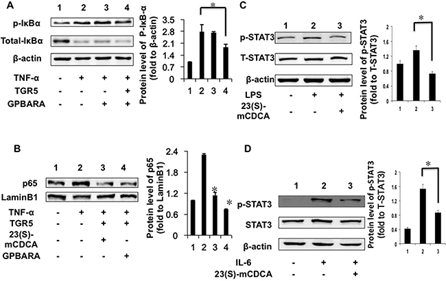 TGR5 inhibits I&#x03BA;B&#x03B1; phosphorylation, p65 translocation and STAT3 phosphorylation in kidney cancer cells.