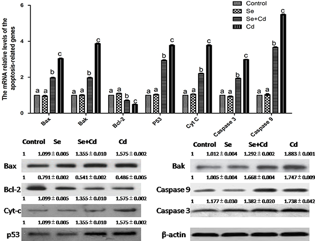 The relative mRNA and protein levels of apoptosis-related genes in chicken spleens.