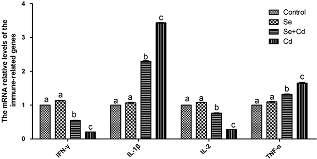 The relative mRNA levels of immune-related genes in chicken spleens.