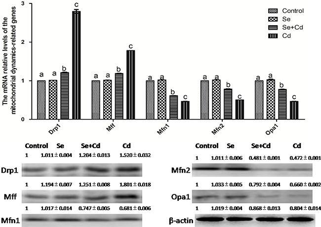The relative mRNA and protein levels of mitochondrial dynamics-related genes in chicken spleens.