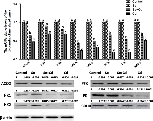The relative mRNA and protein levels of energy metabolism-related genes in chicken spleens.