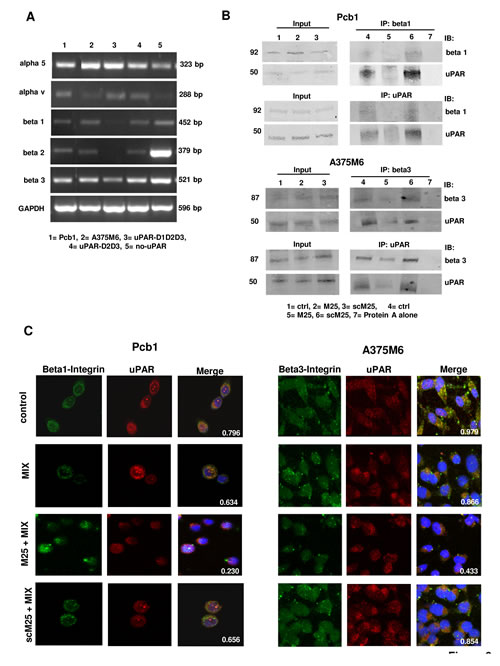 Integrin pattern and integrin-uPAR interaction.