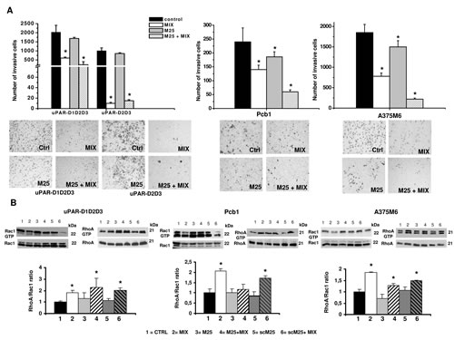 Phenotypic and biochemical effects of M25 treatment.