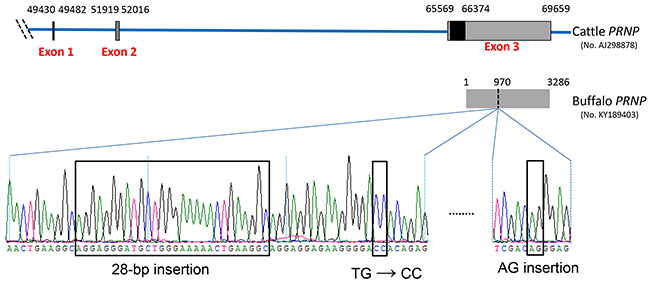 Schematic representation of the genetic structure of cattle PRNP and four remarkable differences in the 3&prime;UTR of buffalo PRNP.