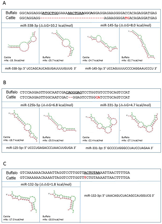 miRNA-mRNA interaction in the presence of cattle or buffalo PRNP allele.