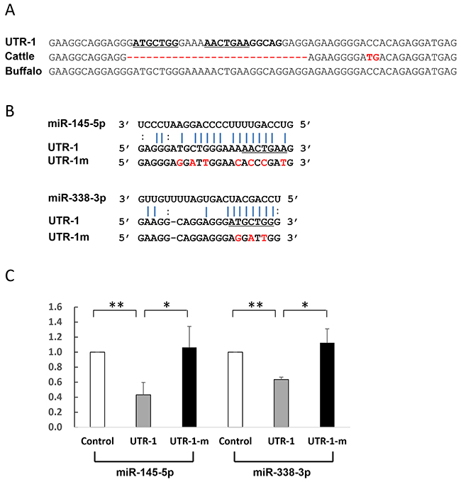 Identification of miRNAs which directly act on UTR-1.