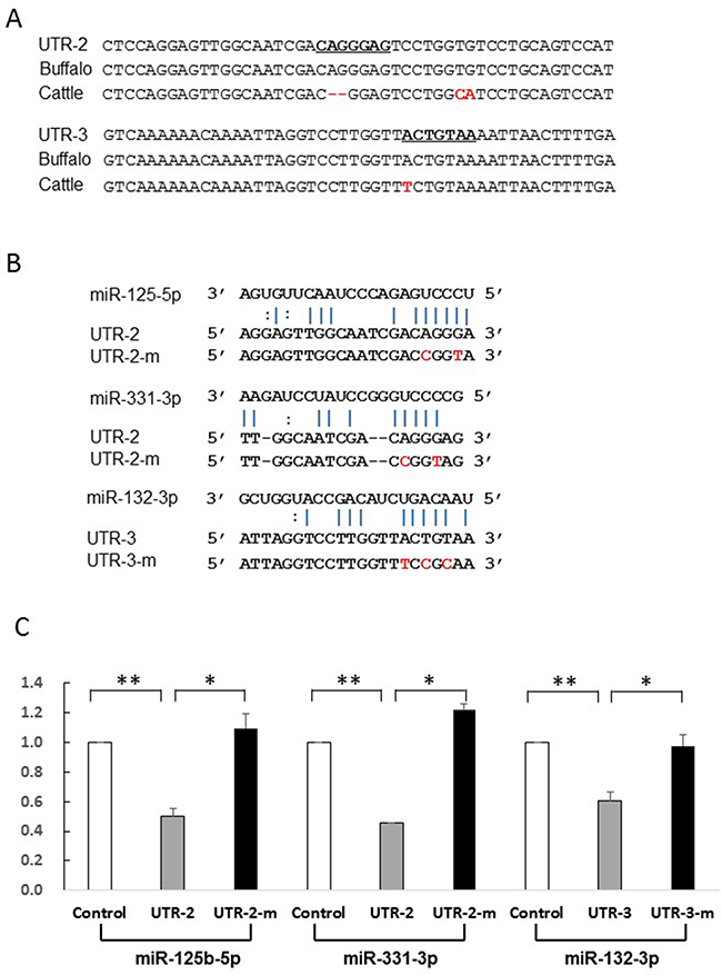 Identification of miRNAs which directly act on UTR-2 or UTR-3.