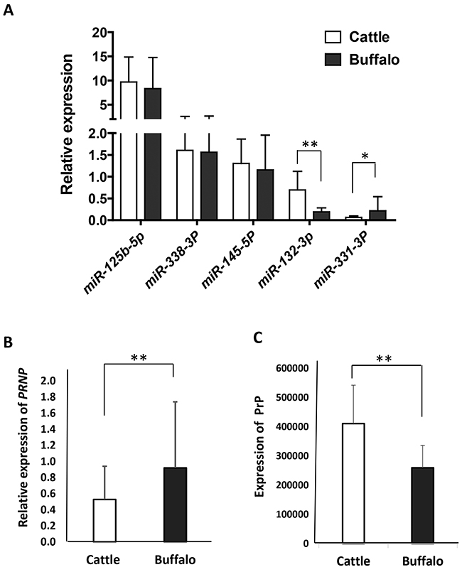 The expression of miRNAs, PRNP mRNA, and PrP in obex tissues from cattle and buffalo.