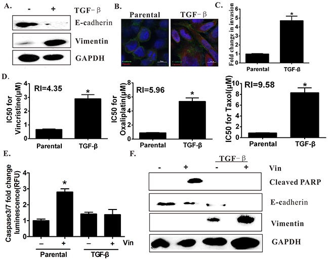 EMT induction by TGF-&#x03B2; is resistant to vincristine.