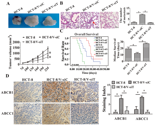 Downregulation of Twist1 increased the chemosensitivity of HCT-8 transplanted tumor to vincristine in vivo.