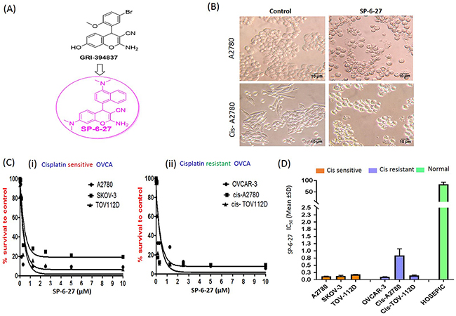 Microtubule inhibitor SP-6-27 exhibits cytotoxicity towards human ovarian cancer cells.
