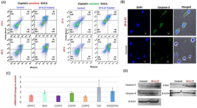 SP-6-27 induces apoptotic cell death in chemo-resistant and sensitive ovarian cancer cells.